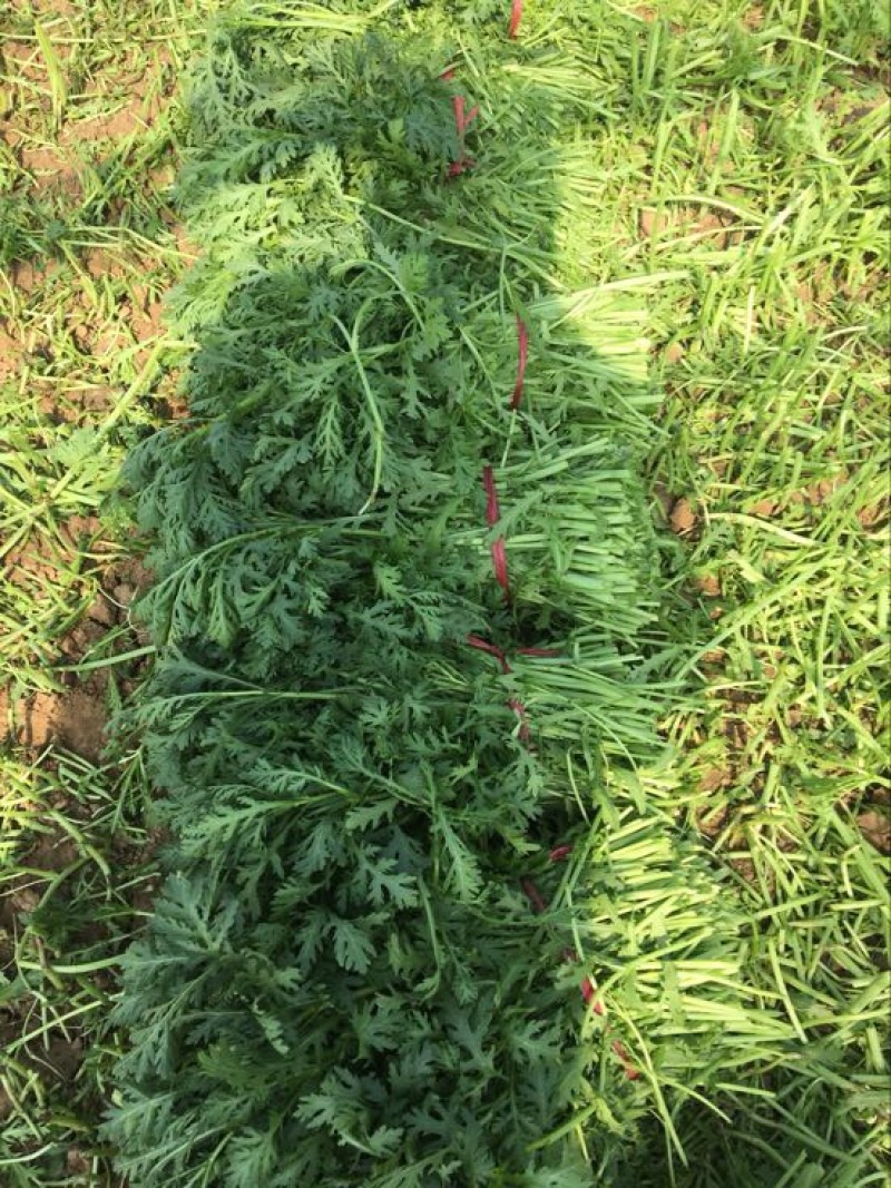 【茼蒿】山东精品茼蒿25~30cm一手货源保质保量