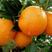 赣南脐橙树苗（2年苗）高抗病性强产量高50~80cm