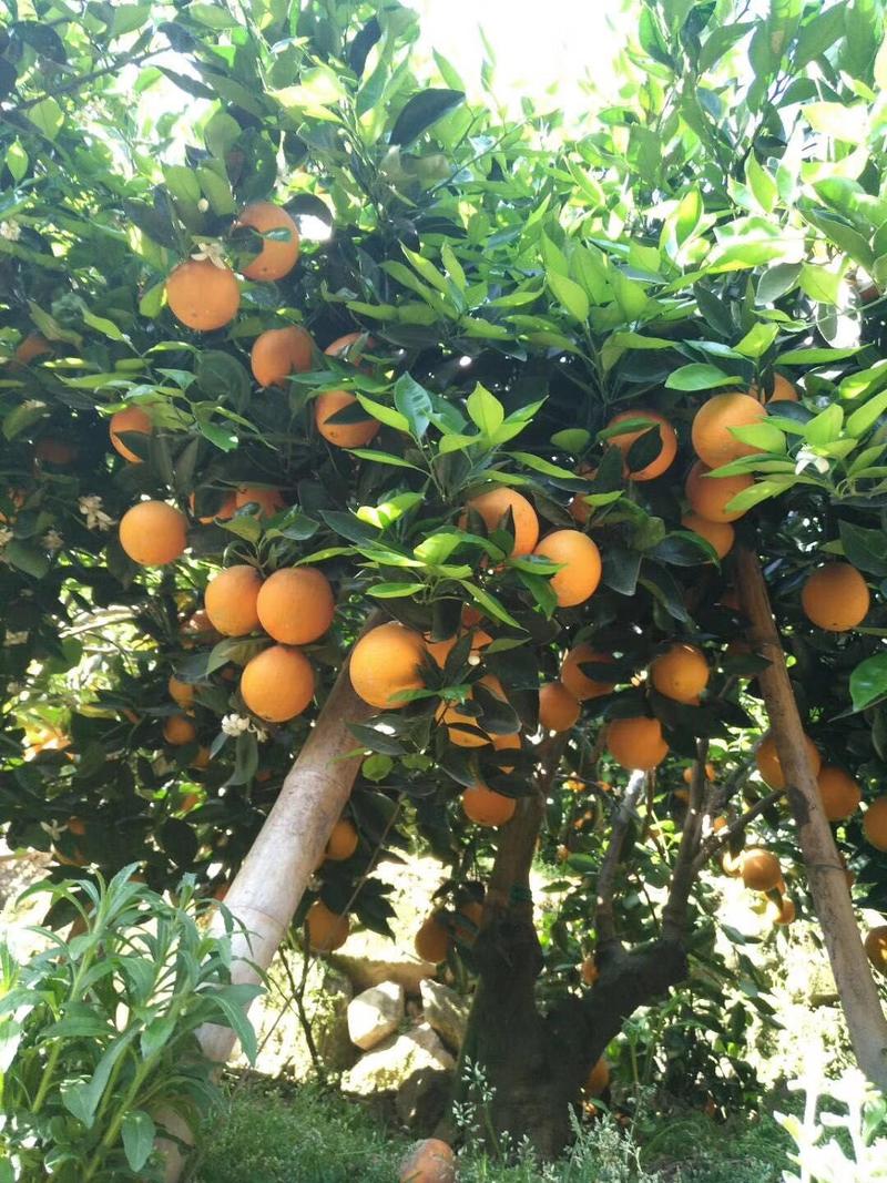 赣南脐橙树苗（2年苗）高抗病性强产量高50~80cm