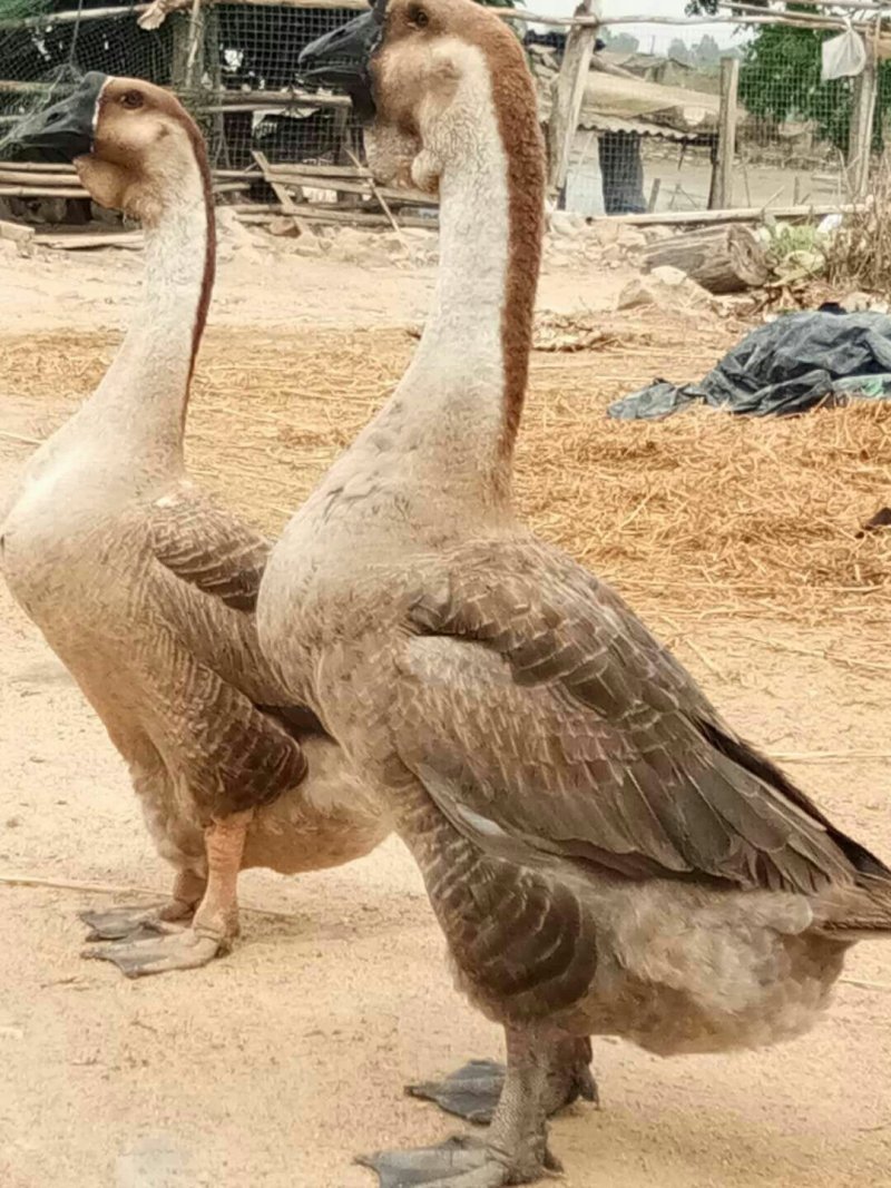 狮头鹅苗