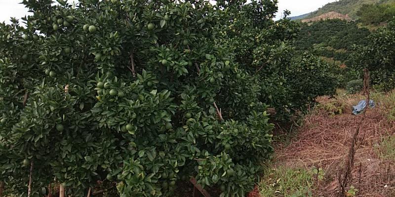卡拉卡拉血橙苗50~80cm，全程脱毒培育品种纯正！
