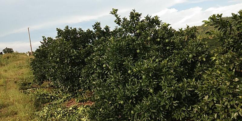 卡拉卡拉血橙苗50~80cm，全程脱毒培育品种纯正！