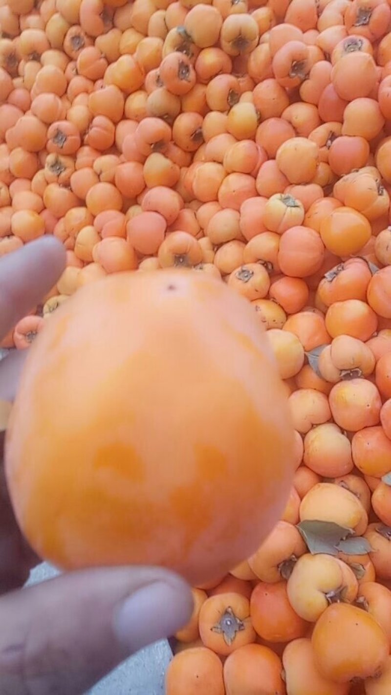 水柿子