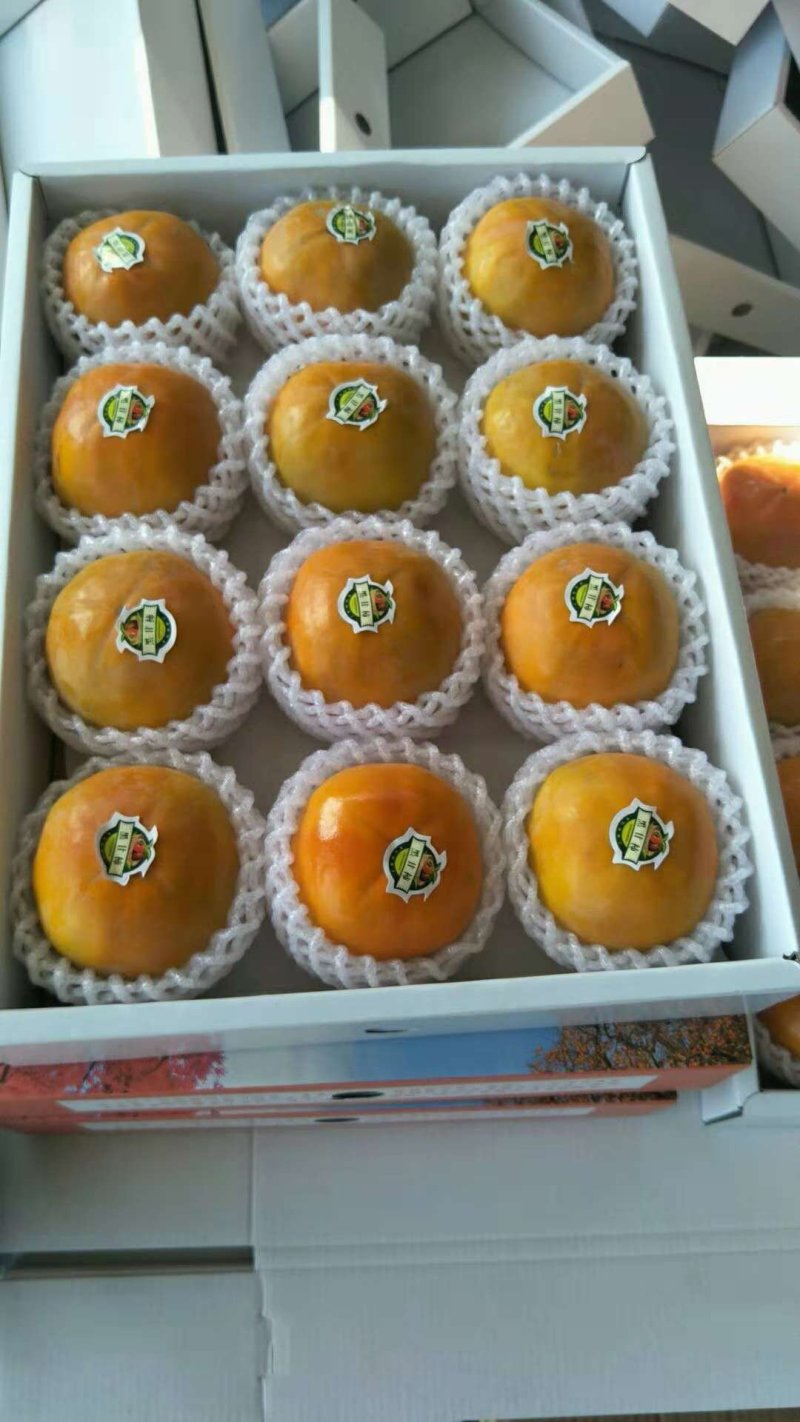 甜柿子日本阳丰！