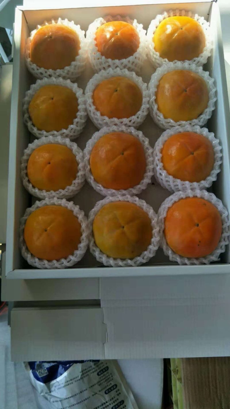 甜柿子日本阳丰！
