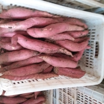 烟薯25红心，超甜，