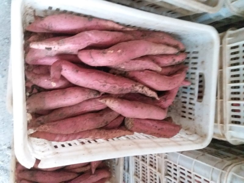 烟薯25红心，超甜，