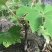 通草苗