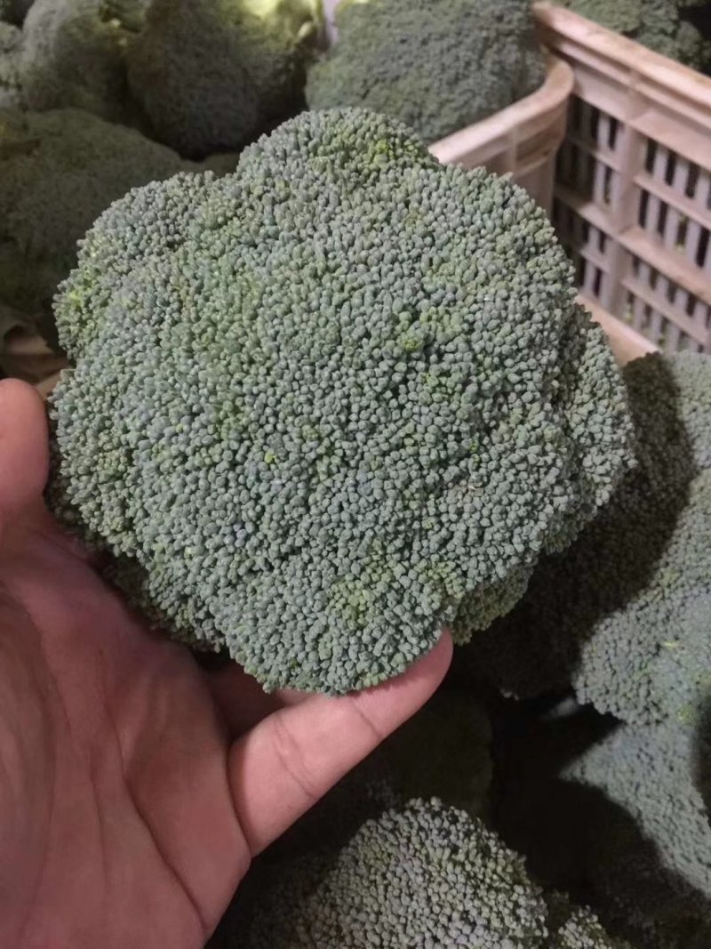西兰花色泽油绿，棵形状好供应各大批发市场超市电商