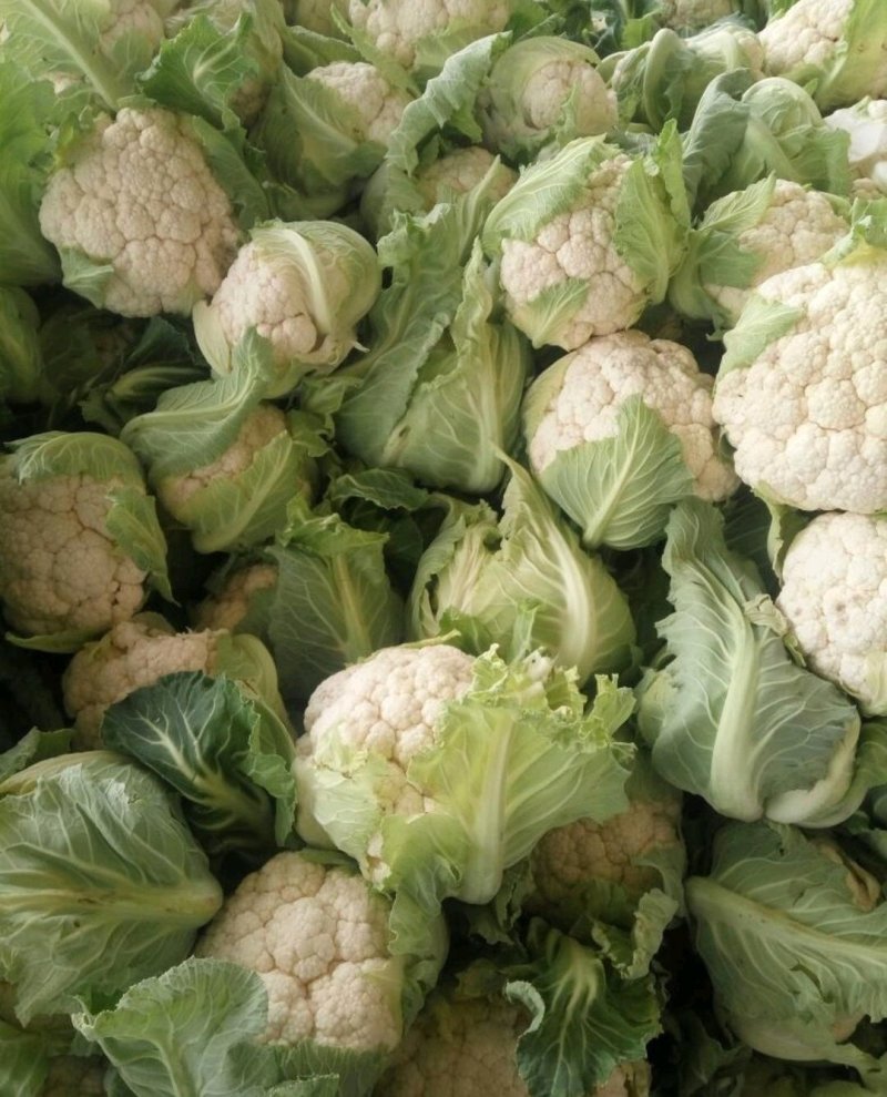 精选菜花，紧花散花2/3斤，产地供货，欢迎采购，质量可靠