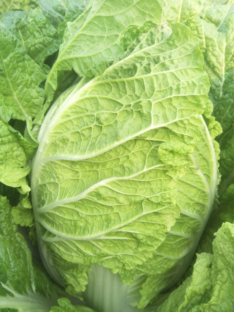 北京三号，秋绿60.小黄心菜！