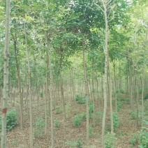金叶白蜡