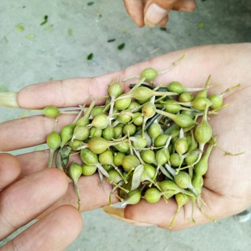 中药根茎类