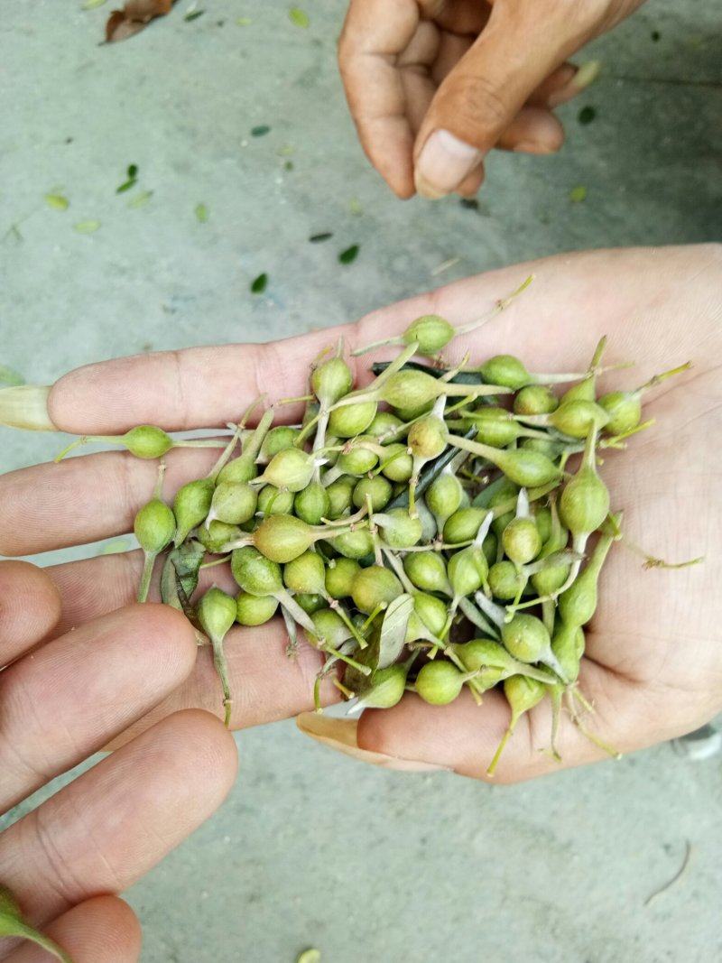 中药根茎类