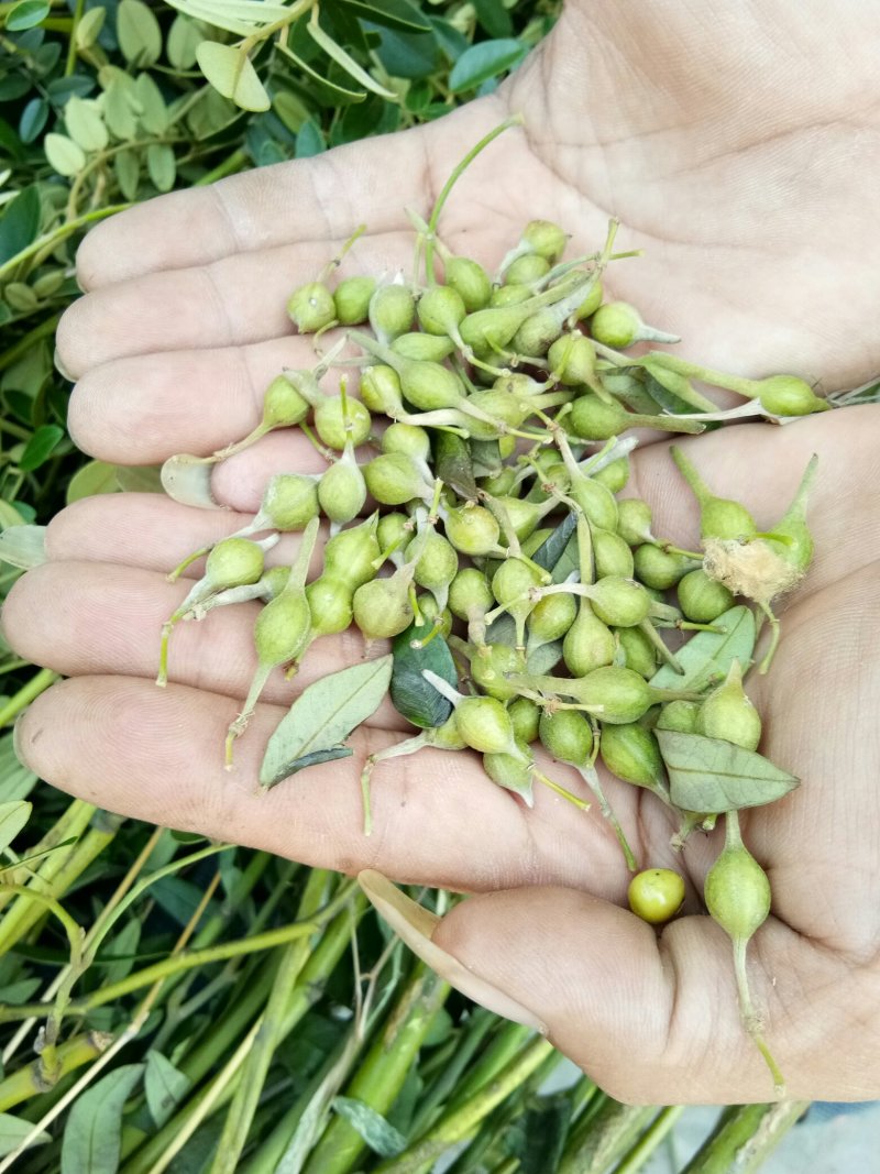 中药根茎类