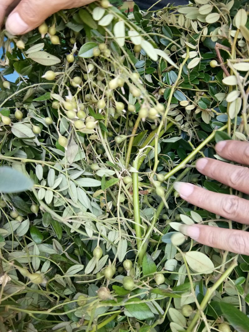 中药根茎类