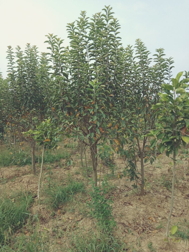 绚丽海棠