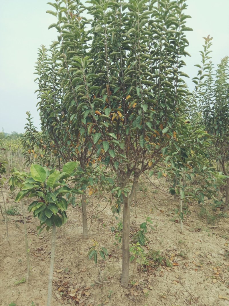 绚丽海棠