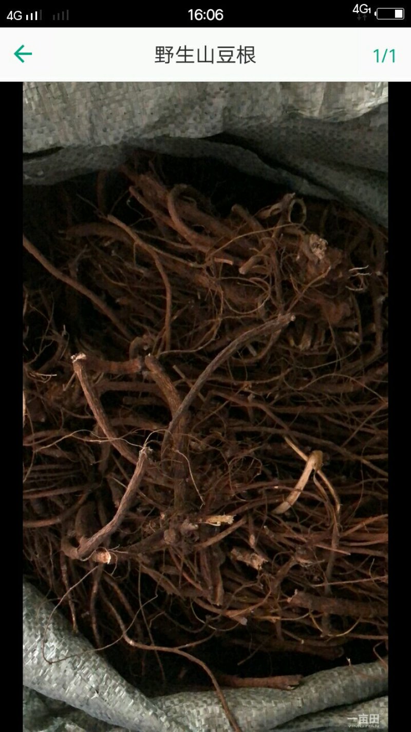 中药根茎类