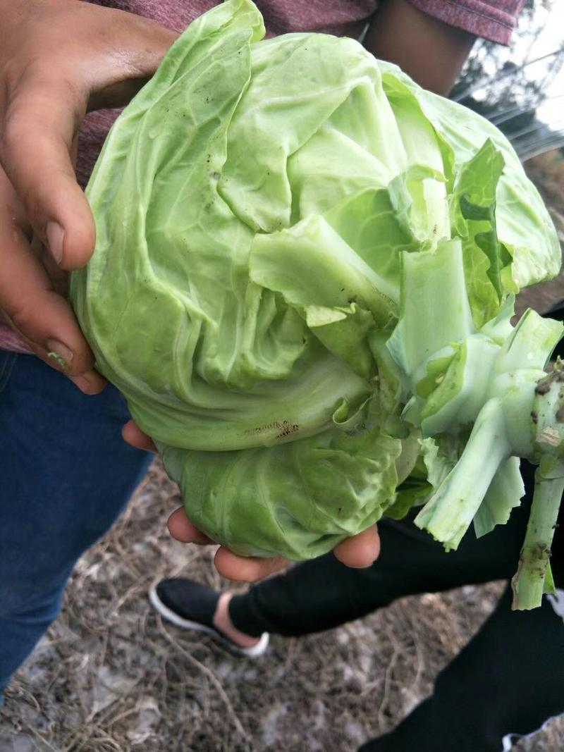 甘蓝精品包菜中甘青甘蓝绿球甘蓝可视频看货，支持线上交易