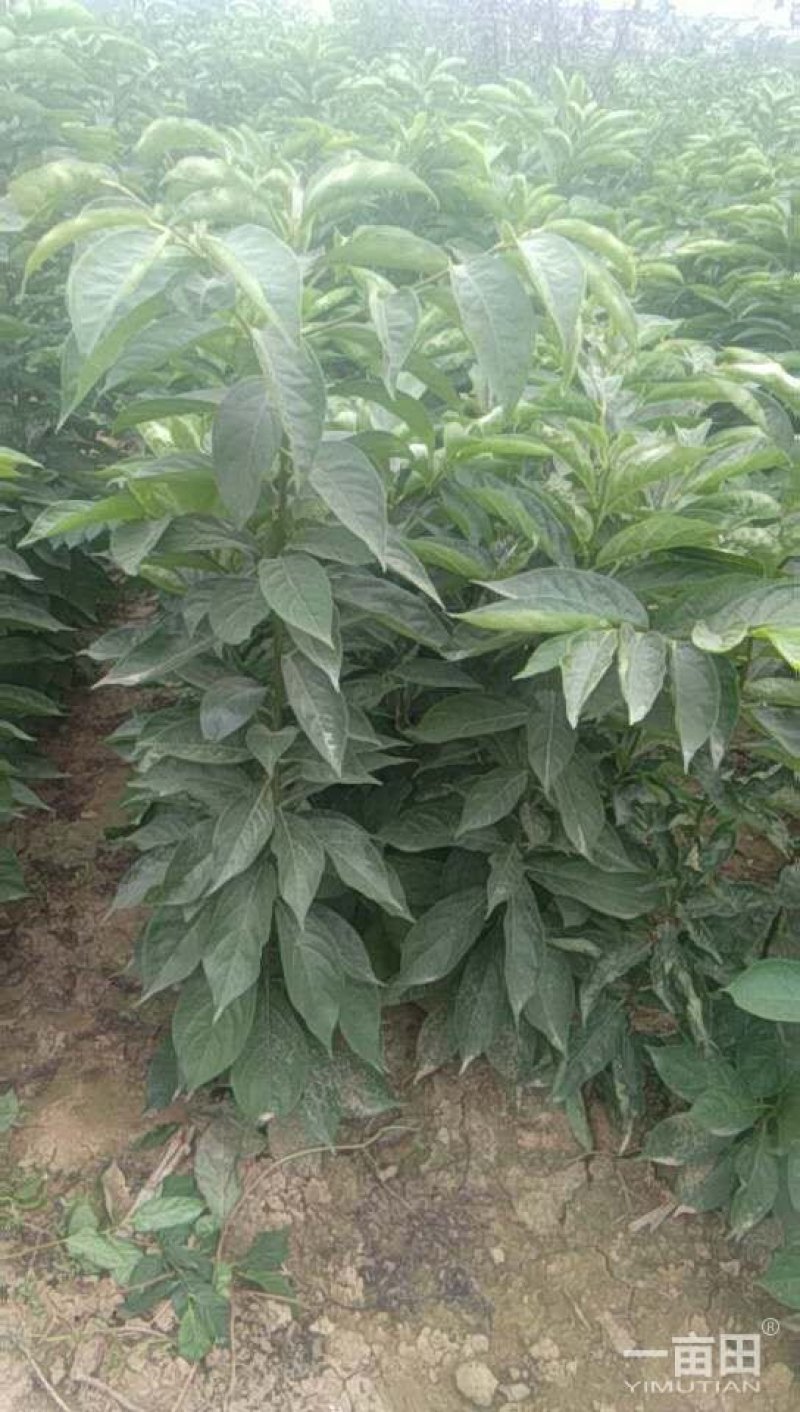 柿子树种苗大量出售，霜降前后栽植最佳时间