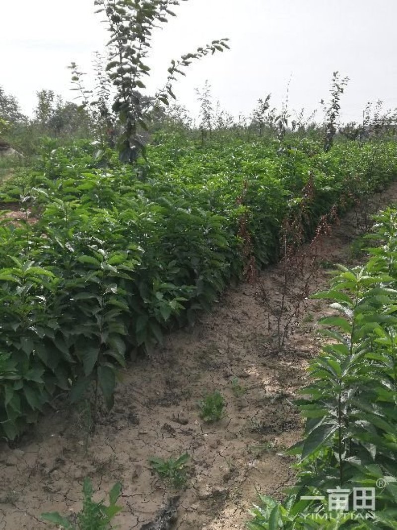 柿子树种苗大量出售，霜降前后栽植最佳时间