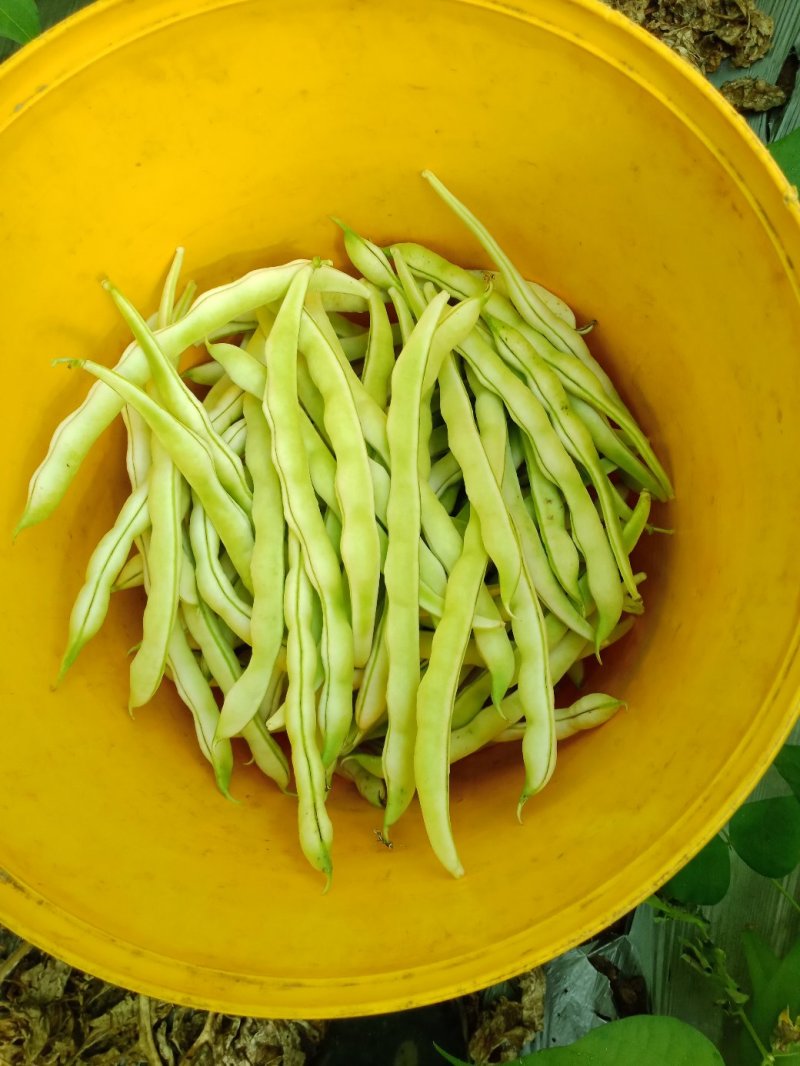 芸豆刚刚上市中颜色很鲜艳好好好好好好好好