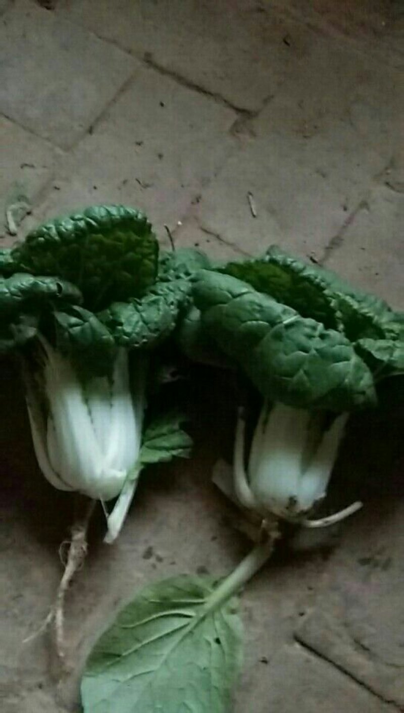 黄心菜，小油菜