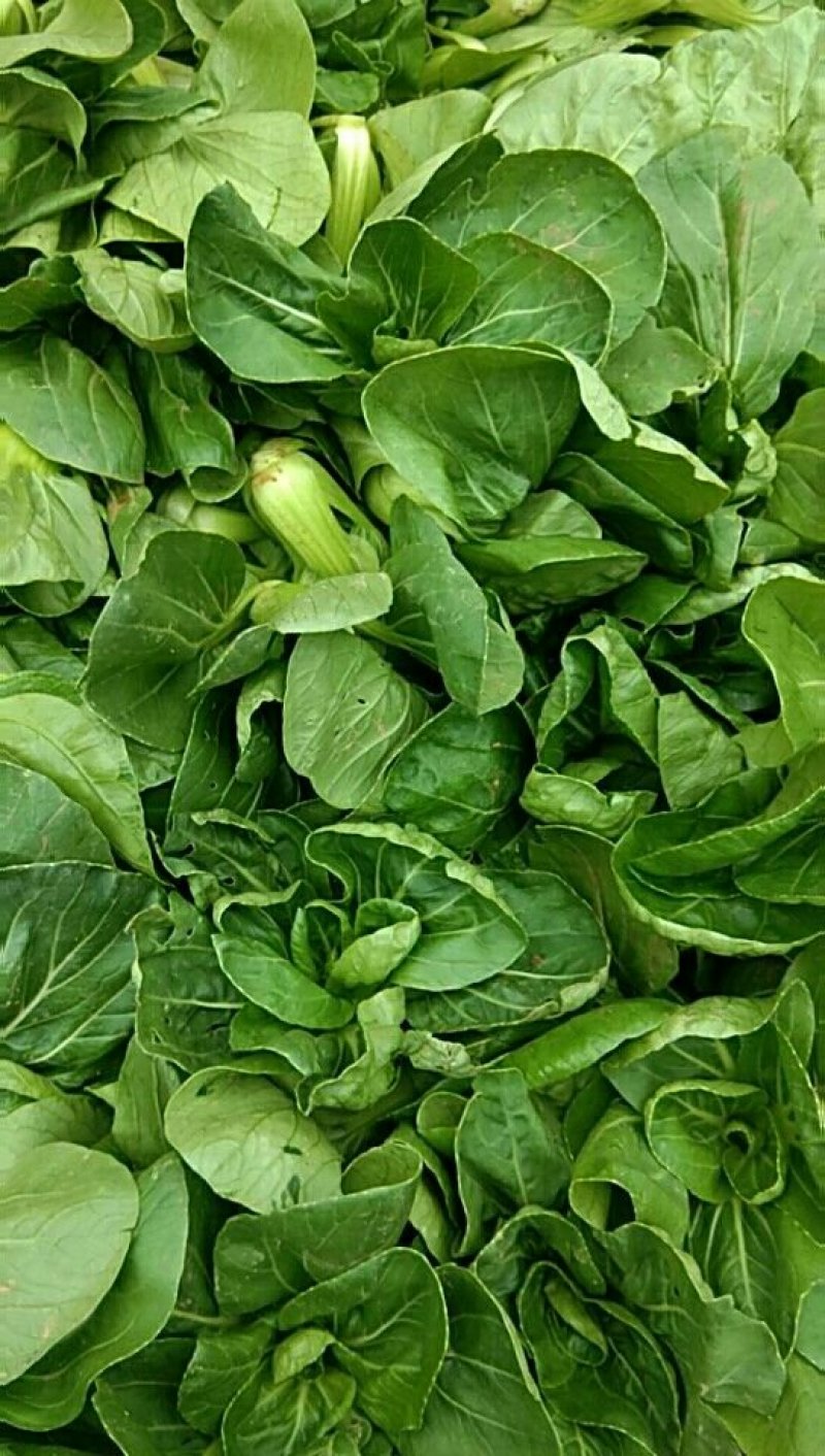黄心菜，小油菜