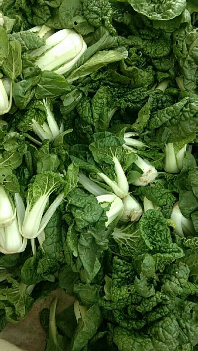 黄心菜，小油菜