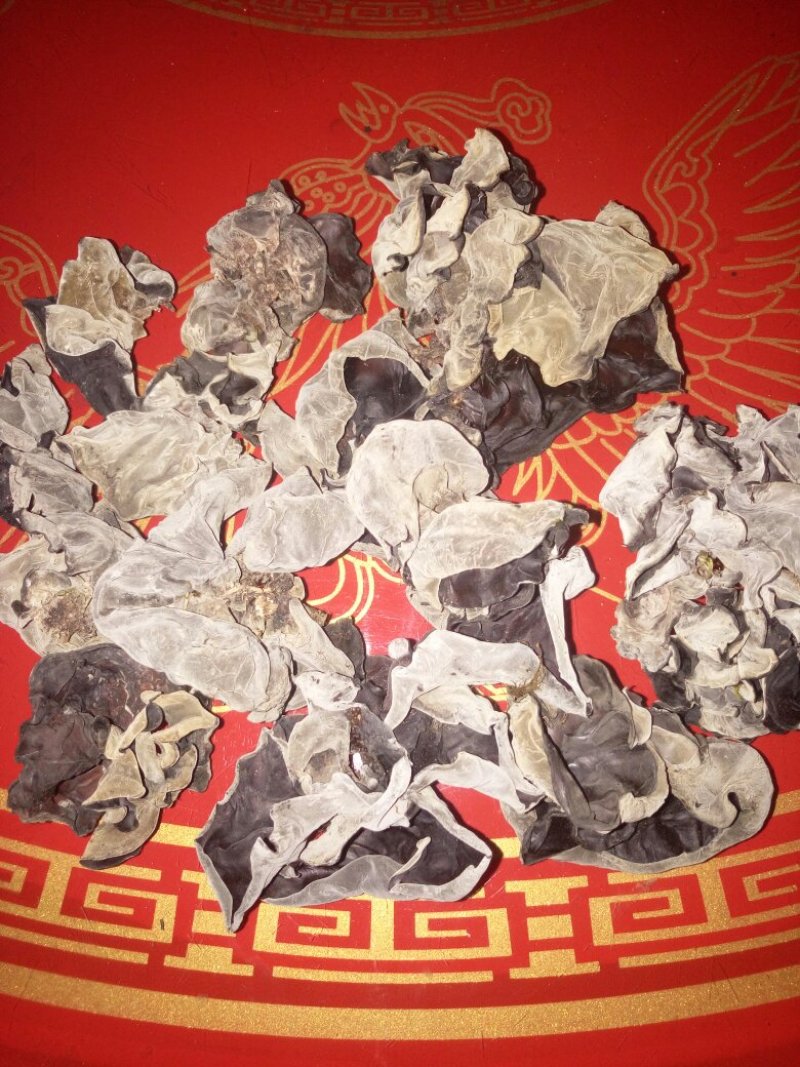 野生蒲木木耳