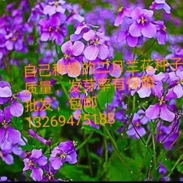 二月兰