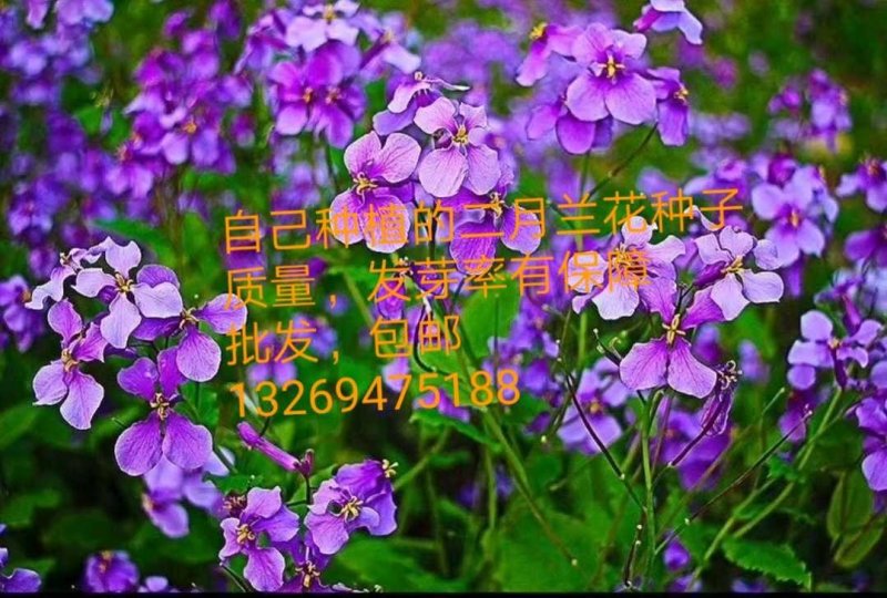二月兰