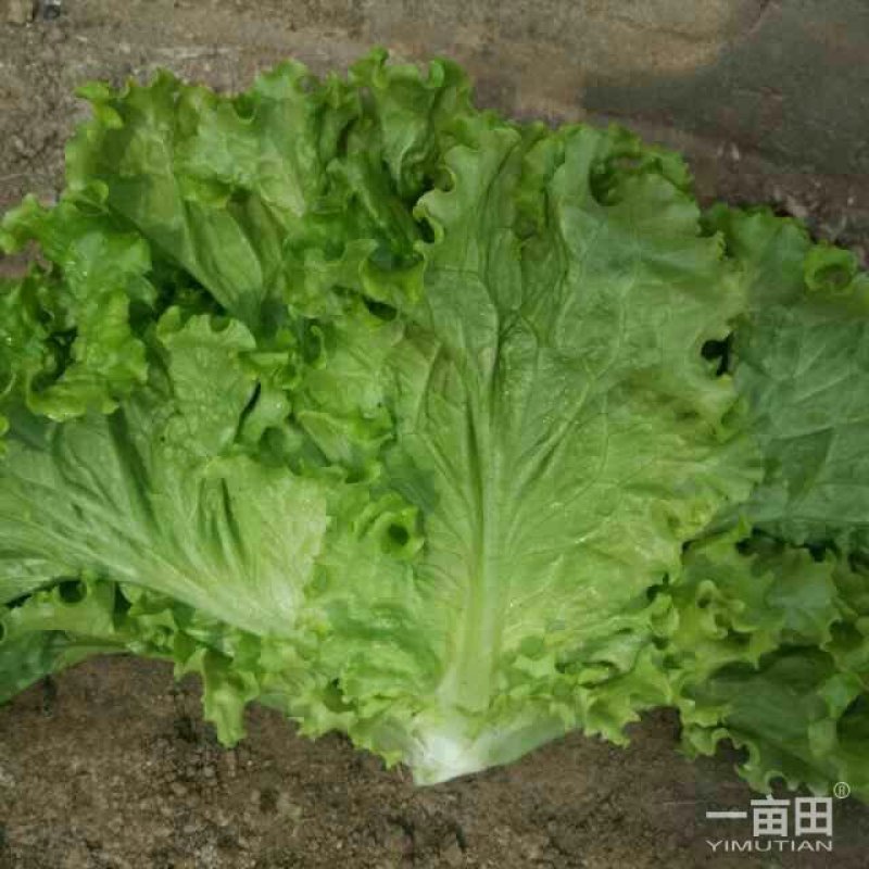叶菜类