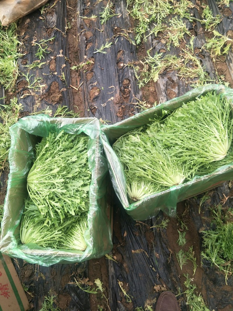 叶菜类