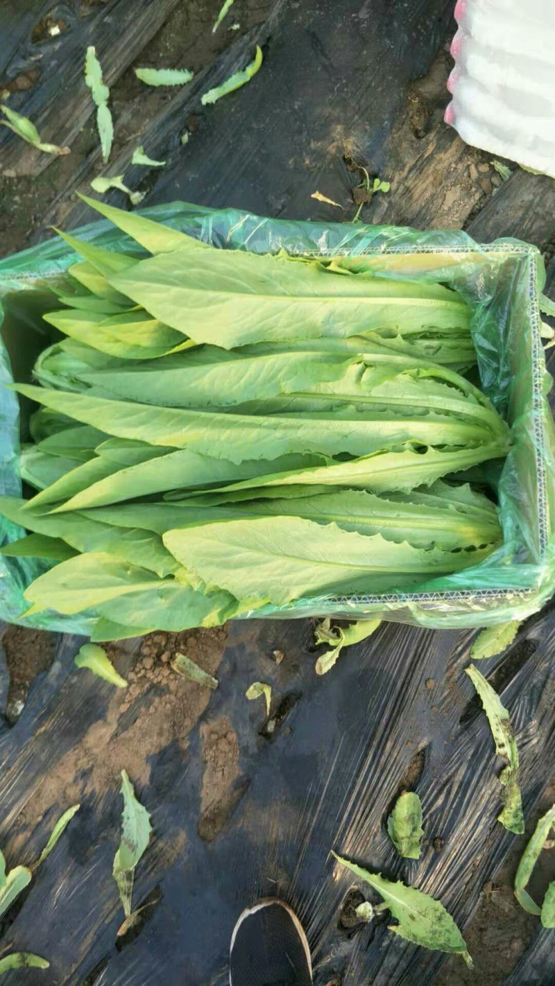 叶菜类
