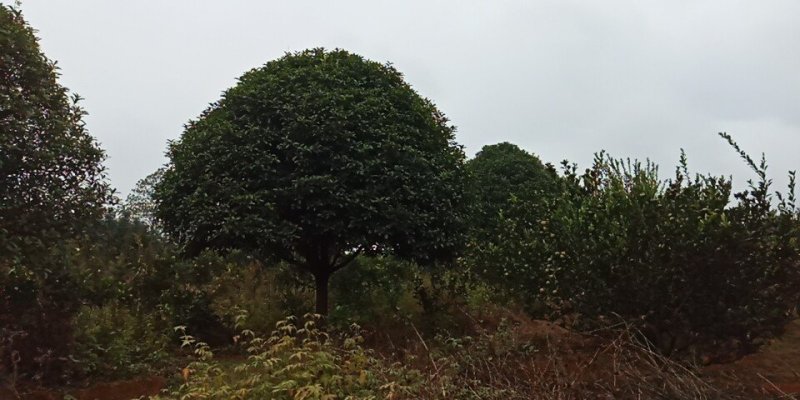 大量供应桂花树1-30公分