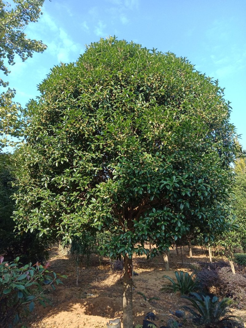 大量供应桂花树1-30公分