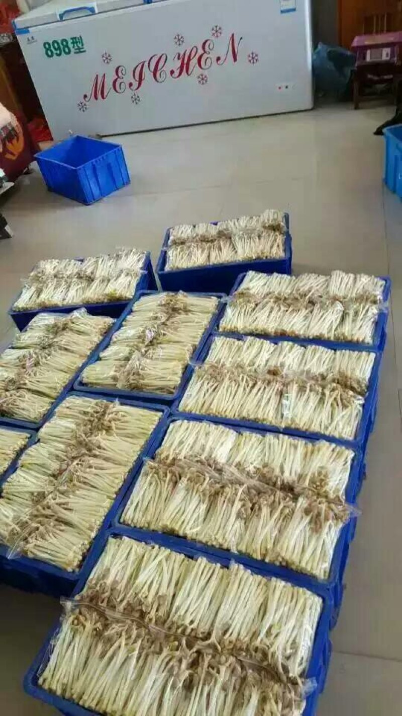 花生芽，山东特菜野菜大量批发