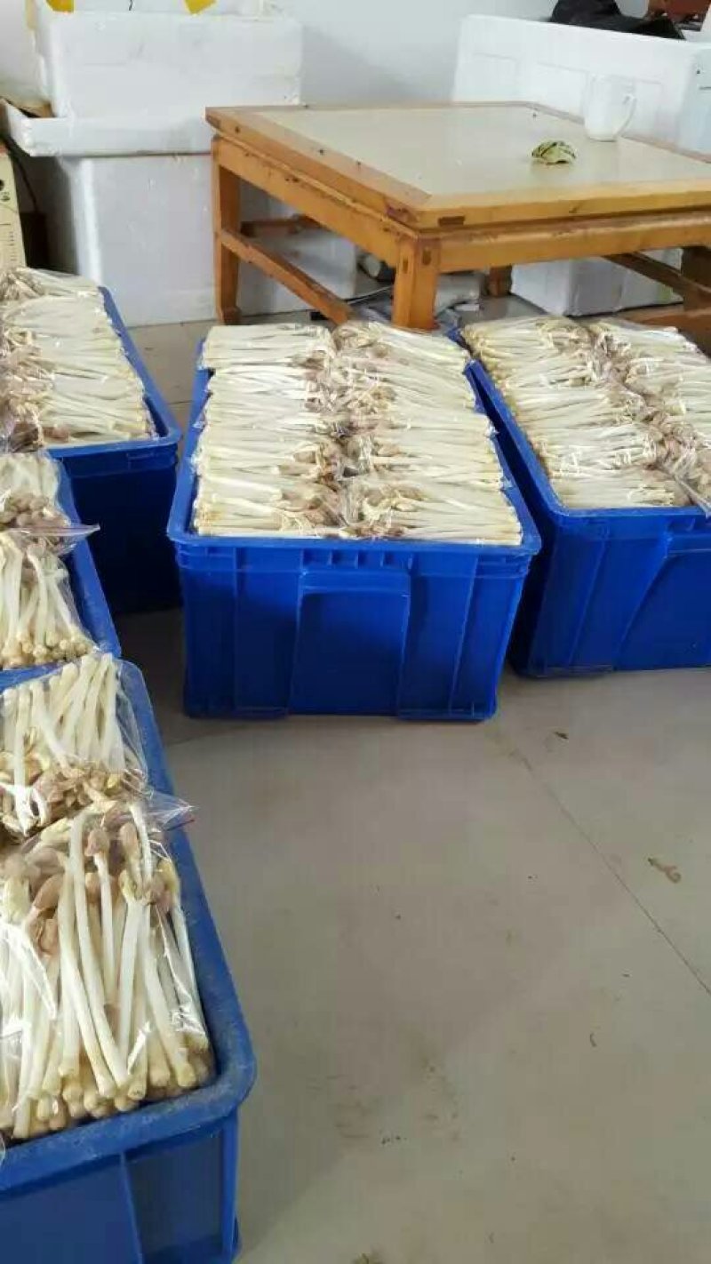 花生芽，山东特菜野菜大量批发