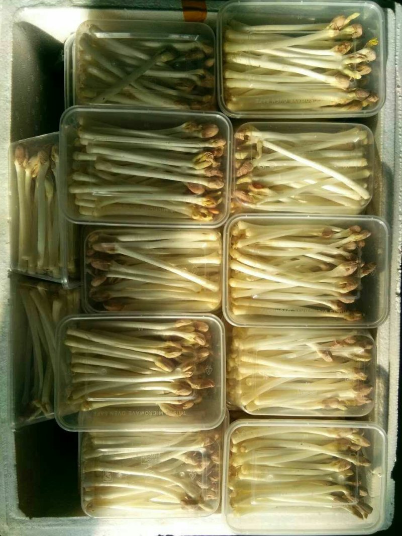花生芽，山东特菜野菜大量批发