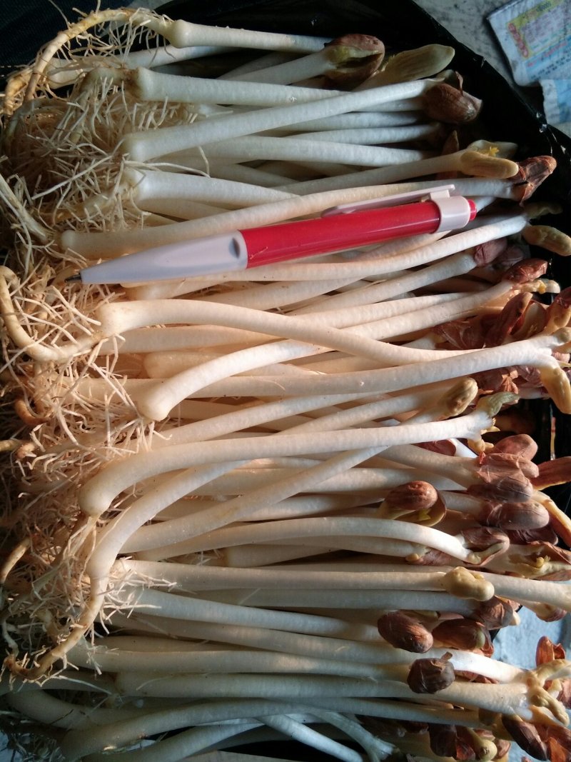 花生芽，山东特菜野菜大量批发