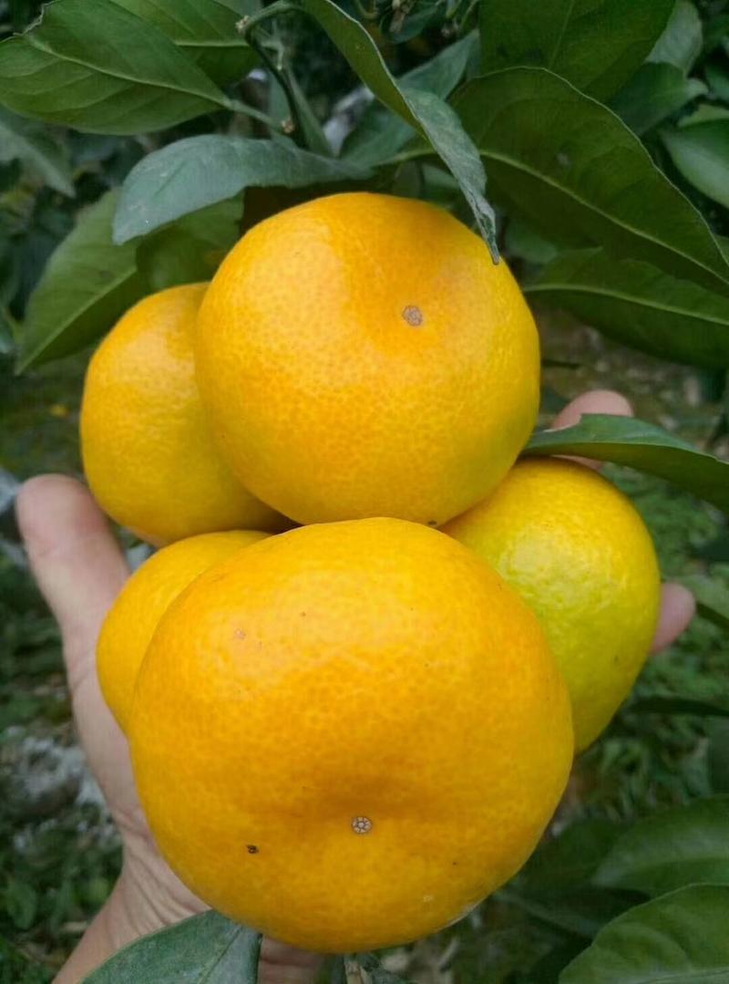 《精品湖北蜜橘》产地直发，看货采摘，保质保量！