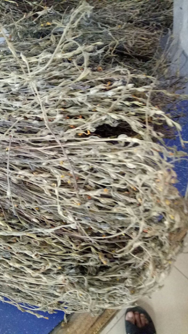 独脚金野生独脚金广东货