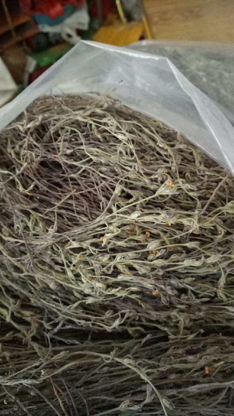 独脚金野生独脚金广东货