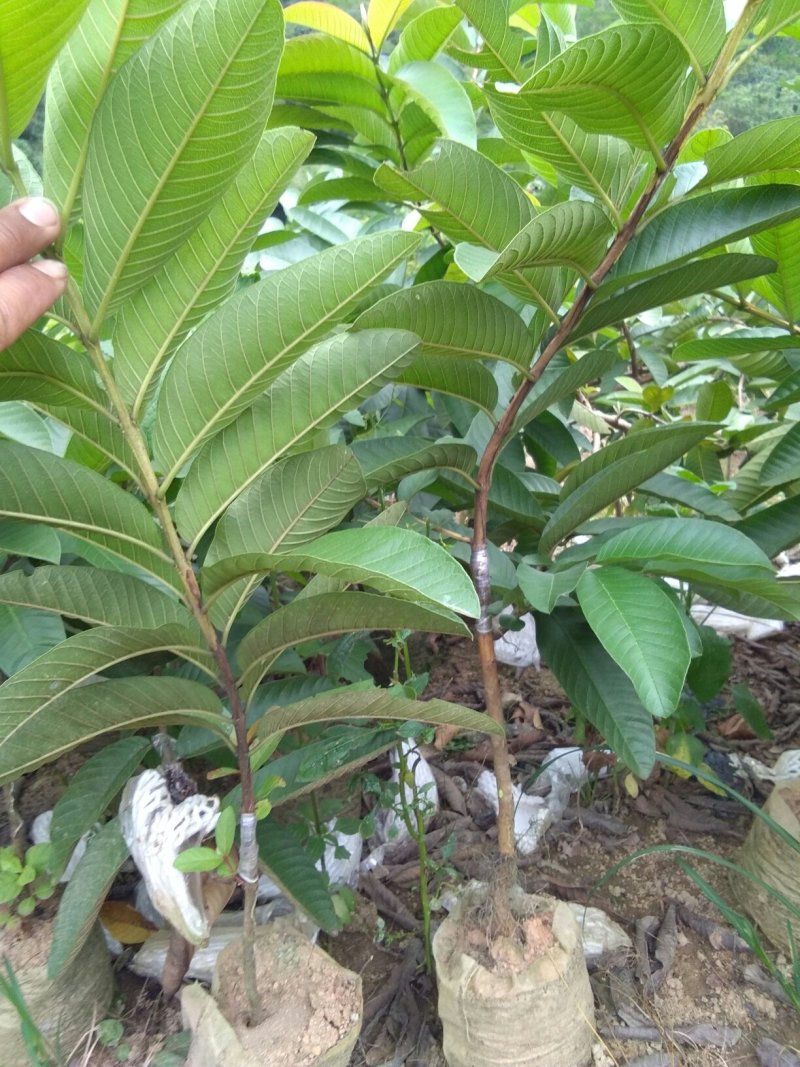 西瓜番石榴苗50~80cm