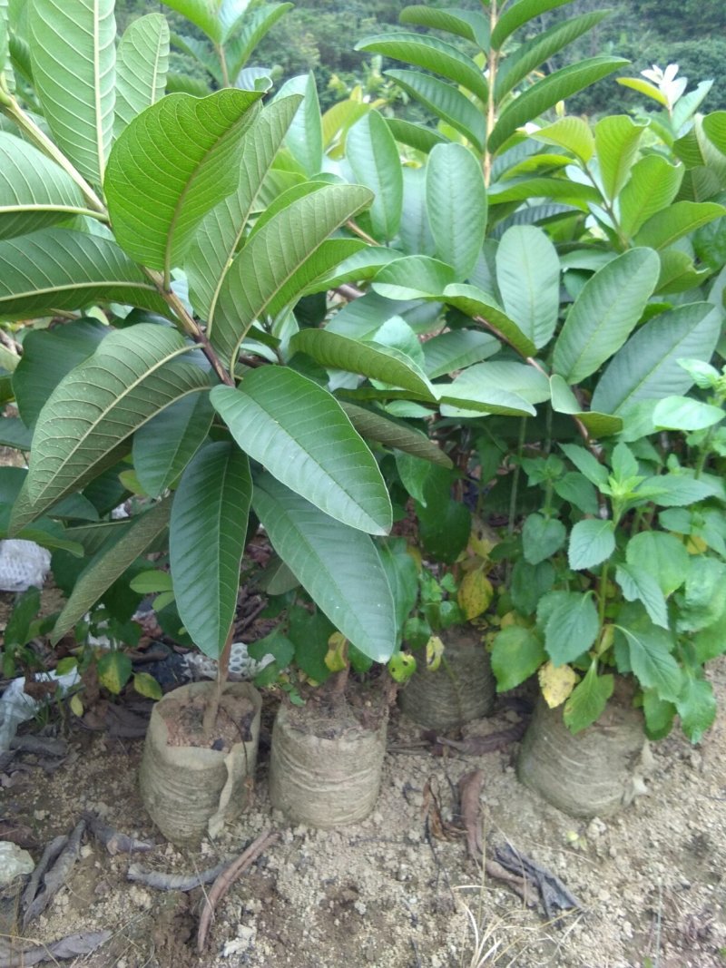 西瓜番石榴苗50~80cm