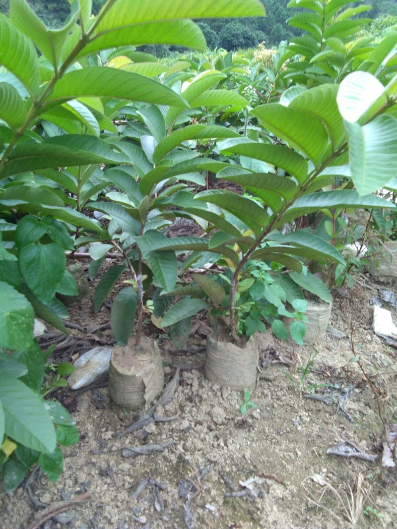 西瓜番石榴苗50~80cm