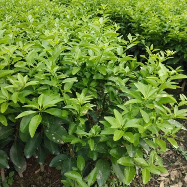 沙糖柑果苗