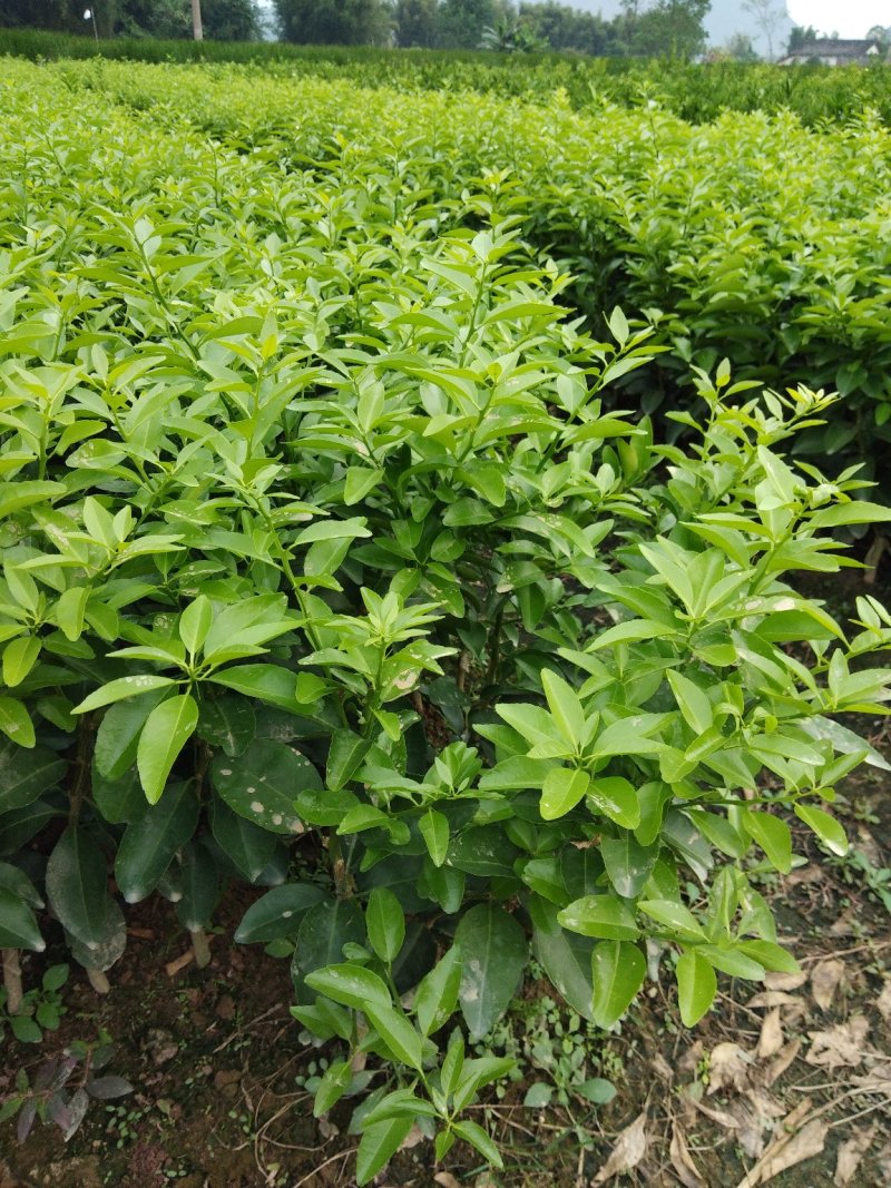 沙糖柑果苗